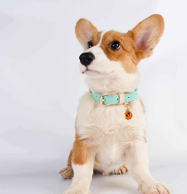 VELVETPAW - Leder Hundeleine & Halsband - Set | Premium Echtleder