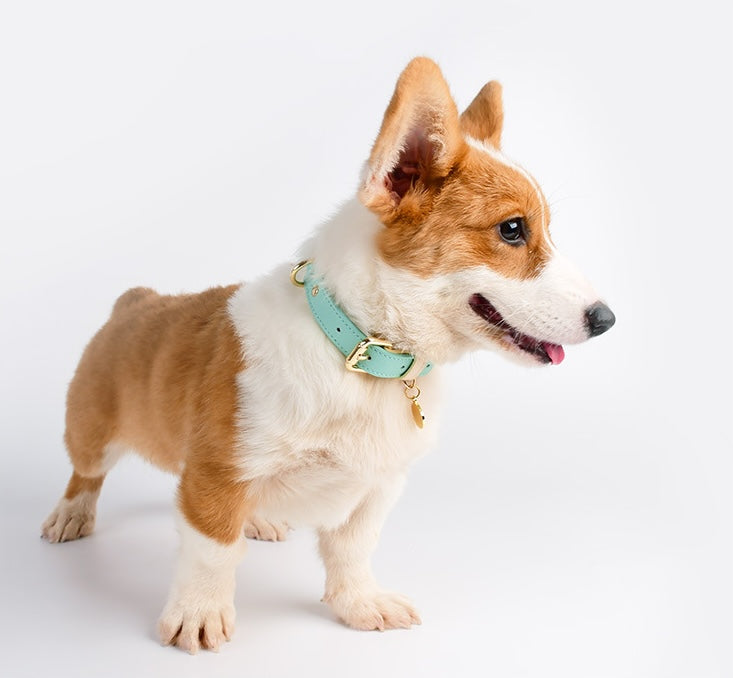 VELVETPAW - Leder Hundeleine & Halsband - Set | Premium Echtleder